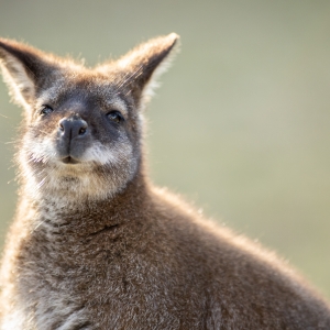 Wallaby