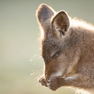 Wallaby
