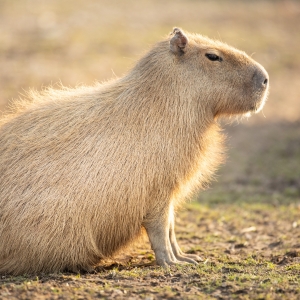 Capibara