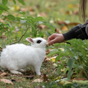 Lapin